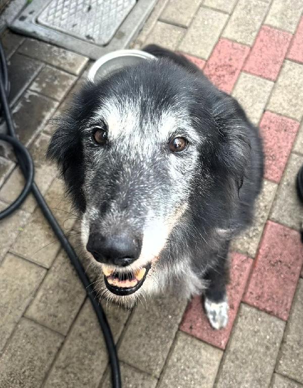 RINGO PASTORE SCOZZESE Foto 5